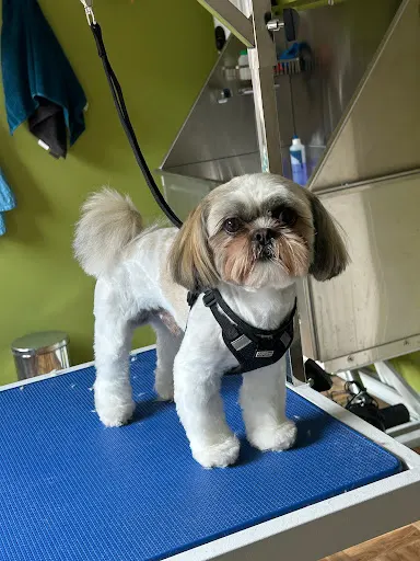 Salon Pielęgnacji Psów HACHIKO